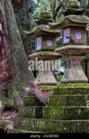 Sika deer and Ishidoro, stone japanese lanterns along the paths of Nara Park, Nara, Japan. Stock Photo