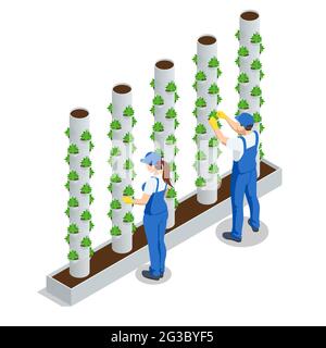 Isometric vegetable hydroponic system, modern greenhouse smart plant beds, gardeners, hydroponic and aeroponic systems. Organic agriculture in the Stock Vector