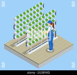 Isometric vegetable hydroponic system, modern greenhouse smart plant beds, gardeners, hydroponic and aeroponic systems. Organic agriculture in the Stock Vector