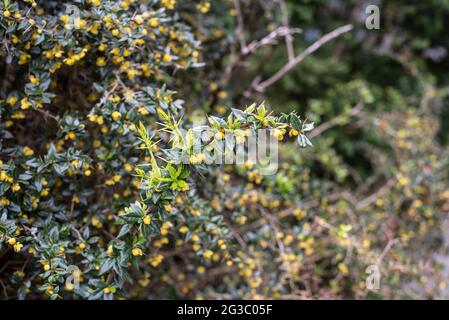 the spiny twig of a wintergreen barberry in springtime with yellow flowers and fresh green leaves Stock Photo