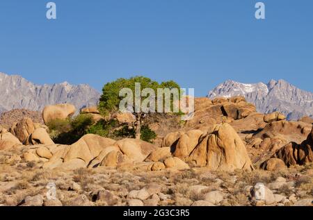 Lone tree in the Alabama Hills in front of the Eastern Sierras Stock Photo