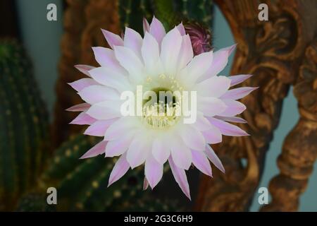 blooming queen of the night cactus Stock Photo