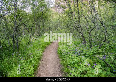Narrow footpath through a young green forest at the botton of a canyon Stock Photo