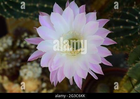 blooming queen of the night cactus Stock Photo