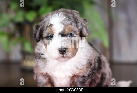 F2 Mini Bernedoodle puppy looking at camera at 5 weeks old. Stock Photo