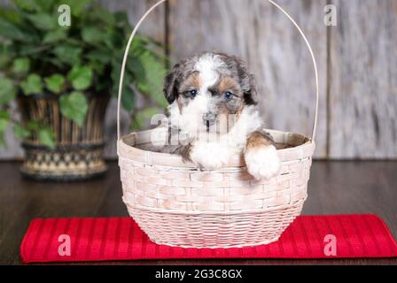 F2 Mini Bernedoodle puppy in white basket looking at camera at 5 weeks old. Basket sitting on red towel mat. Stock Photo