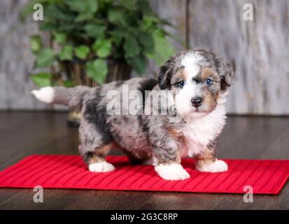 F2 Mini Bernedoodle puppy looking at camera at 5 weeks old. Standing on red towel mat. Stock Photo
