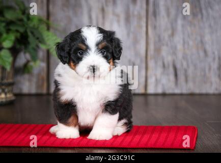 F2 Mini Bernedoodle puppy looking at camera at 5 weeks old. Stock Photo