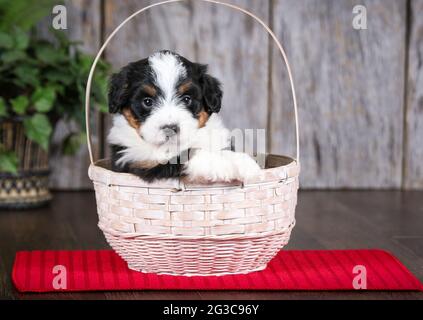 F2 Mini Bernedoodle puppy in white basket looking at camera at 5 weeks old. Stock Photo
