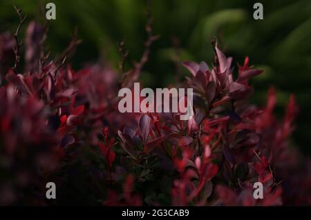 Red bush shade plant glowing with soft day highlights.  Red and green dark foliage suitable for background images and book covers. Stock Photo