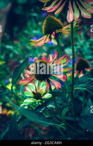 echinacea green twister flower blooming Stock Photo
