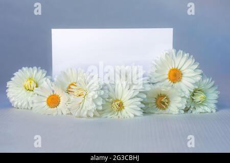 Greeting card template. White daisies with place for your greeting or design on a blue background Stock Photo
