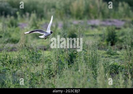 Black-headed gull, Chroicocephalus ridibundus, in spring & summer plumage landing on freshwater marsh behind eastern shore of the Wash. Stock Photo
