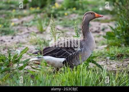 Greylag goose, Anser anser, on freshwater marsh behind eastern shore of the Wash. Stock Photo