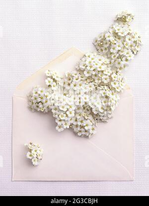 Greeting card template. Open envelope filled with white flowers with space for your greeting or design on a light background. Stock Photo