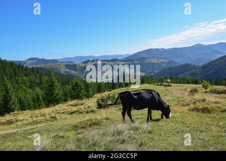 Lonely grazing cow in the mountains in the summer against the backdrop of a beautiful sky forest Stock Photo