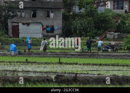 Kathmandu, Nepal. 15th June, 2021. Nepalese farmers work in paddy field during a slight rain to plant rice crops as monsoon season has started in Kathmandu. The month of Asar (Nepali-Month), farmers mark the beginning of rice crop planting in paddy fields during the monsoon season where the farmers splash mud to each other, drink locally made rice beer sing traditional songs and and dance into waterlogged field to show green paddy. Nepali Farmer's this month celebrate National Paddy Day. (Photo by Abhishek Maharjan/Pacific Press) Credit: Pacific Press Media Production Corp./Alamy Live News Stock Photo