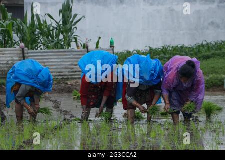 Kathmandu, Nepal. 15th June, 2021. Nepalese farmers work in paddy field during a slight rain to plant rice crops as monsoon season has started in Kathmandu. The month of Asar (Nepali-Month), farmers mark the beginning of rice crop planting in paddy fields during the monsoon season where the farmers splash mud to each other, drink locally made rice beer sing traditional songs and and dance into waterlogged field to show green paddy. Nepali Farmer's this month celebrate National Paddy Day. (Photo by Abhishek Maharjan/Pacific Press) Credit: Pacific Press Media Production Corp./Alamy Live News Stock Photo