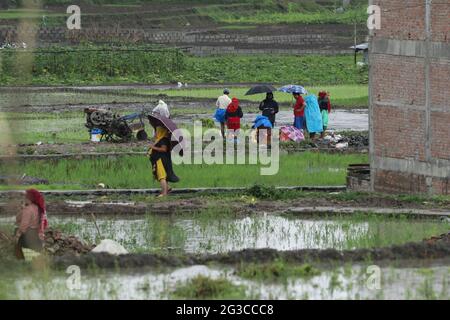 Kathmandu, Nepal. 15th June, 2021. Nepalese farmers work in paddy field during a slight rain to plant rice crops as monsoon season has started in Kathmandu. The month of Asar (Nepali-Month), farmers mark the beginning of rice crop planting in paddy fields during the monsoon season where the farmers splash mud to each other, drink locally made rice beer sing traditional songs and and dance into waterlogged field to show green paddy. Nepali Farmer's this month celebrate National Paddy Day. (Photo by Abhishek Maharjan/Pacific Press) Credit: Pacific Press Media Production Corp./Alamy Live News Stock Photo