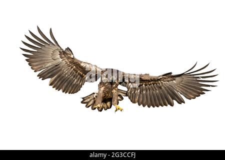 White-tailed eagle hunting in the air cut out on blank Stock Photo