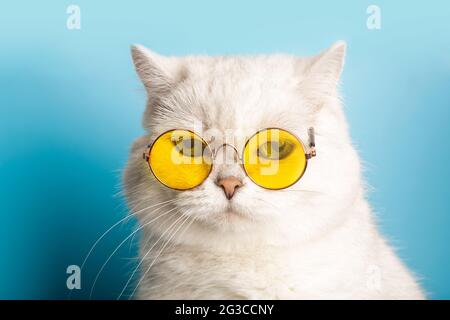 Funny cat in sunglasses. Cat with glasses on a light blue clean sunny background. Funny pets, party, vacation, travel, summer concept. High quality photo Stock Photo