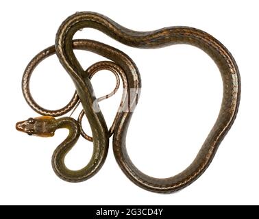 Amazonian whipsnake (Chironius exoletus), Pastaza province, Ecuador Stock Photo