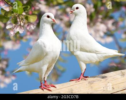 two white pigeon on flowering background - imperial pigeon - ducula Stock Photo