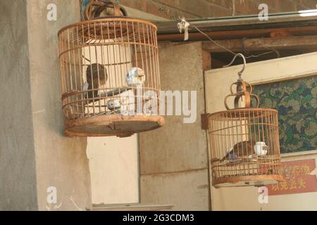 Pet birds in bamboo cages, Hutong residential area, October 2007, Beijing, China Stock Photo