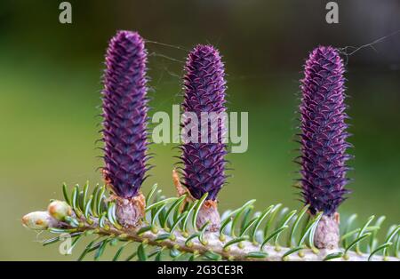 Young purple spruce (abies species) cones growing on branch with fir, closeup detail Stock Photo