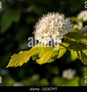 Maroon red leaved and white flowers of Physocarpus opulifolius in May at sunset Stock Photo