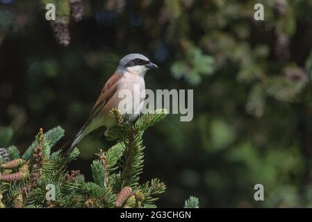 Shrike. Shrike in the spring. Sorokoput on a branch Stock Photo