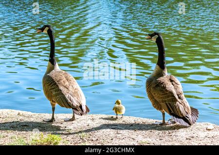 Canada goose with chicks swimming on the lake Stock Photo