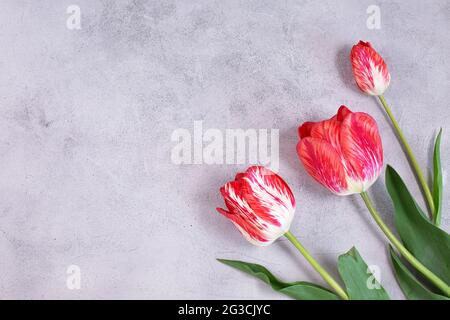 Color tulips flowers on grey background. Springtime concept . Easter, Valentines, 8 March, happy birthday, holidays concept. Copy space Stock Photo