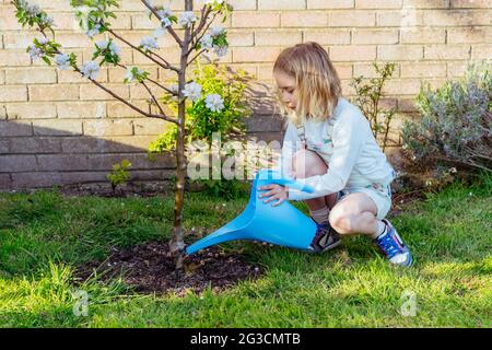 Little girl watering blooming tree with watering pot in the garden. Kid helping her parents to take care of plants. Grow fruits in the garden Stock Photo
