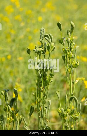 Disease-affected rapeseed pods close up and blurred background on a summer sunny day. Stock Photo