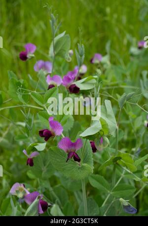 Fragrant purple sweet pea flowers, growing in front of an old brick wall in a garden near Oxford, UK. Photographed in the month of June. Stock Photo