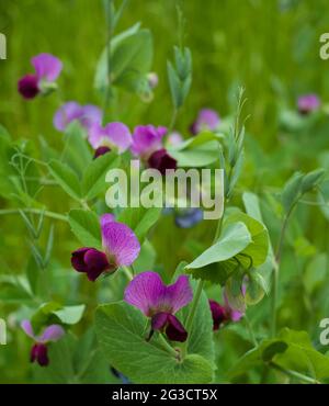 Fragrant purple sweet pea flowers, growing in front of an old brick wall in a garden near Oxford, UK. Photographed in the month of June. Stock Photo