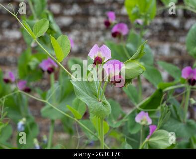 Fragrant purple sweet pea flowers, growing in front of an old brick wall in a garden near Oxford, UK. Photographed in the month of June. Stock Photo