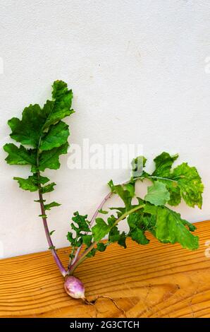 Whole Turnip On Board Surface Stock Photo