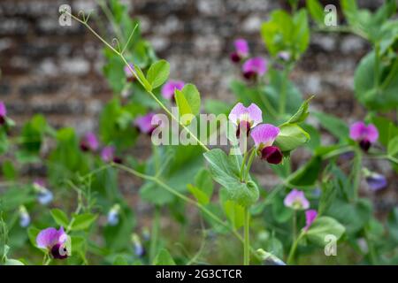 Fragrant purple sweet pea flowers, growing in front of an old brick wall in a garden near Oxford, UK. Photographed in the month of June. Stock Photo