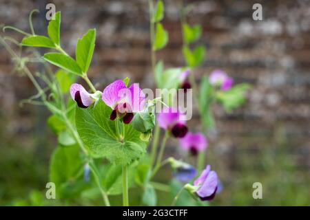 Fragrant purple sweet pea flowers, growing in front of an old brick wall in a garden near Oxford, UK. Photographed in the month of June. Stock Photo