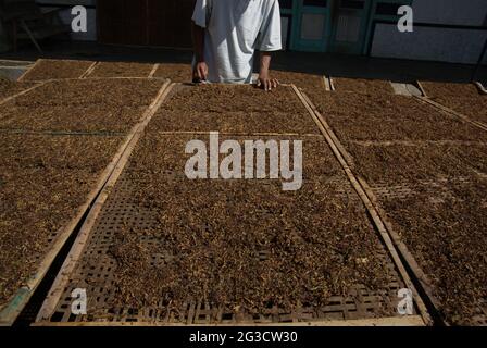 A man checking tobacco that is being dried in the sun, in a tobacco producing village in Temanggung, Central Java, Indonesia. With 197.25 thousand metric tons, Indonesia is ranked sixth on the list of leading tobacco producing countries in 2019--below China, India, Brazil, Zimbabwe, and the US, according to Statista.  'Around six million people have been relying on tobacco for livelihood,' said Budidoyo, head of AMTI (Indonesia's tobacco society alliance), as quoted by CNBC Indonesia on on June 10, 2021. Stock Photo