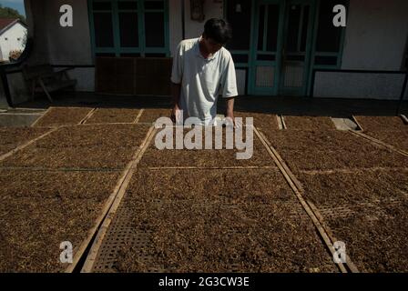 A man checking tobacco that is being dried in the sun, in a tobacco producing village in Temanggung, Central Java, Indonesia. With 197.25 thousand metric tons, Indonesia is ranked sixth on the list of leading tobacco producing countries in 2019--below China, India, Brazil, Zimbabwe, and the US, according to Statista.  'Around six million people have been relying on tobacco for livelihood,' said Budidoyo, head of AMTI (Indonesia's tobacco society alliance), as quoted by CNBC Indonesia on on June 10, 2021. Stock Photo