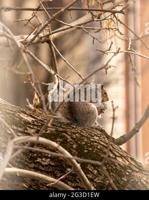 grey fluffy squirrel sitting on a branch in a city with something in the hands eating