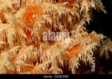 Coral tooth fungus (Hericium coralloides) Stock Photo