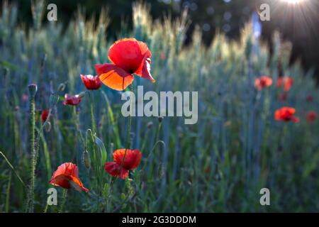 Poppies growing among ears of wheat at sunset seen up close Stock Photo ...