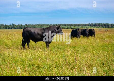 A black angus bull stands on a green grassy field. Stock Photo