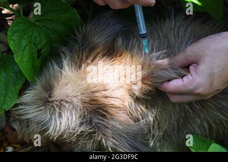 The dog was vaccinated by a syringe inserted under the skin, Rabies vaccination to pets Stock Photo