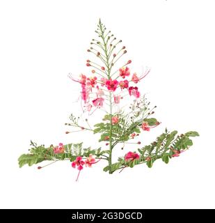 Barbadose Pride isolated on white background Stock Photo