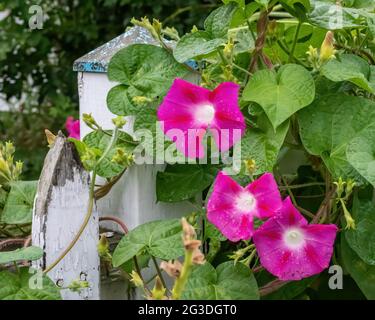 Pink morning glories on a vine growing on a white picket fence. Stock Photo